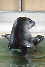 monk seal seal arched up on the pool edge