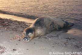 stranded seal