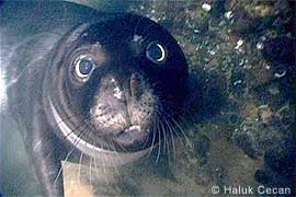 monk seal pup