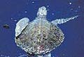 Olive ridley sea turtle