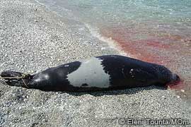 dead seal