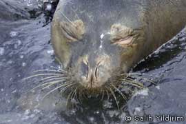 ailing seal