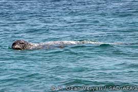 New adult male monk seal