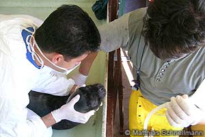 Monk seal rehabilitation