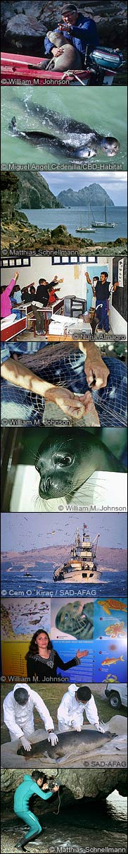 Facets of monk seal conservation