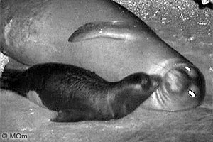 med. monk seal pup and mother