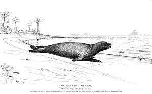 the west indian seal by H.W. Elliott