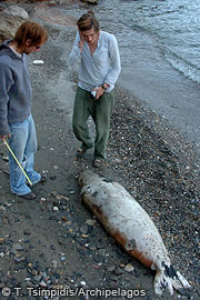 dead monk seal at Ikaria