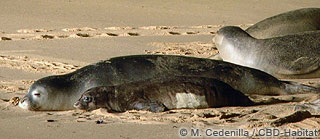 monk seal mother and pup