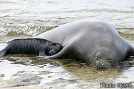 hawaiian monk seal mother and pup