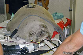 Veterinarians sedated the monk seal