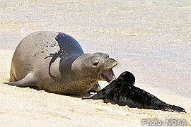 but the female monk seal barked at the pup