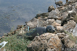 Juvenil de foca común (Phoca vitulina)