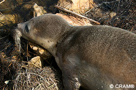 Juvenil de foca común (Phoca vitulina)