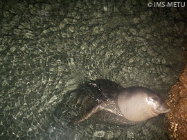 foca monje fotografiada por la cámara automática instalada en una cueva marina