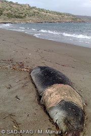 Juvenile monk seal found dead