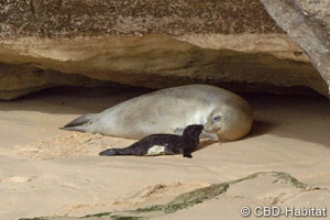 Mediterranean monk seal pup born on open beach