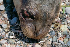 Mediterranean monk seal wounded in Evia