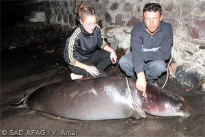 Mediterranean monk seal shot dead in Turkey