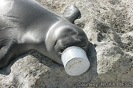 Hawaiian monk seal with a discarded container lodged over its muzzle 