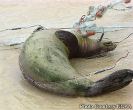 Hawaiian monk seal RA14, found entangled