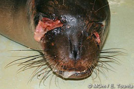 Wounded Mediterranean monk seal Markos