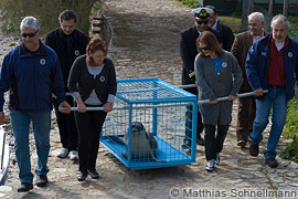 release of mediterranean monk seal viktoria