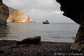 release of mediterranean monk seal viktoria
