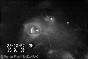  Panda Film / SAD/AFAG