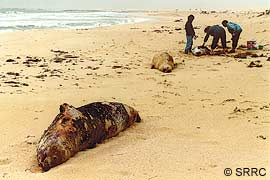 Monk seal mass mortality