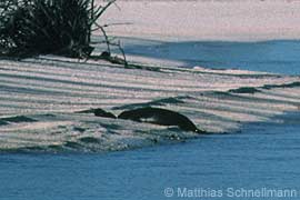 Hawaiian monk seal mother with pub