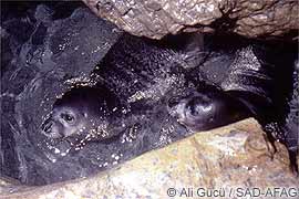 monk seal pups