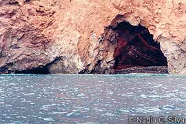 Monk seal habitat