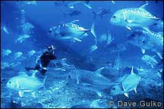 Under water ulua