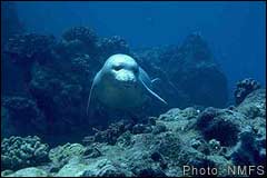 Hawaiian monk seal swimming