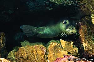 Med. monk seal portrait 