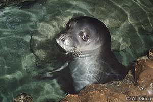 Med. monk seal portrait 