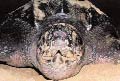 Leatherback sea turtle
