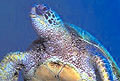 Green sea turtle