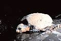 Loggerhead sea turtle