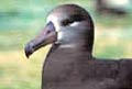 Black-footed albatross