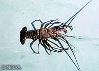 spiny lobster