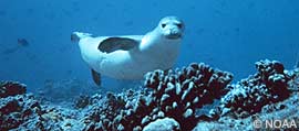 Hawaiian monk seal
