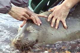 ailing seal