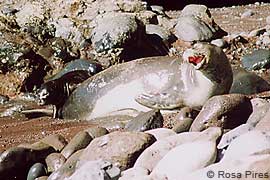 monk seals