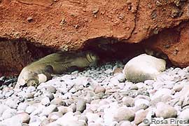 monk seals