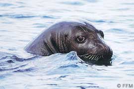 monk seal