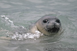 Mediterranean monk seal