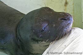 Monk seal pup Hippocrates