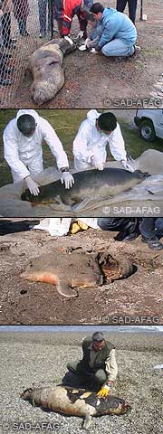 seal strandings